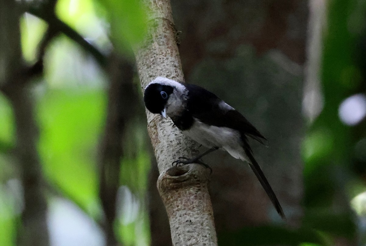 Alaca Gözlüklü Monark - ML645874416