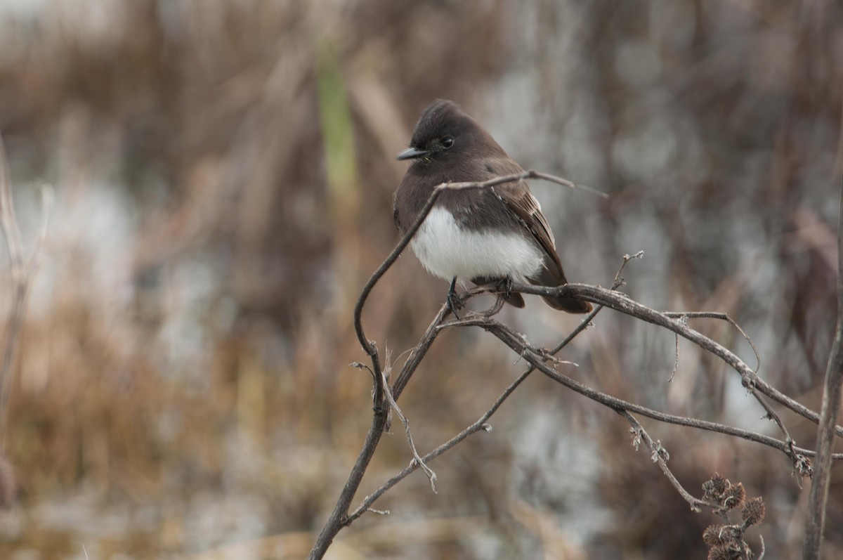 Black Phoebe - ML645874418