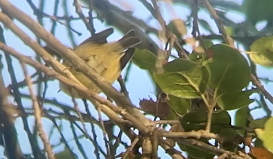 ルビーキクイタダキ - ML645874421