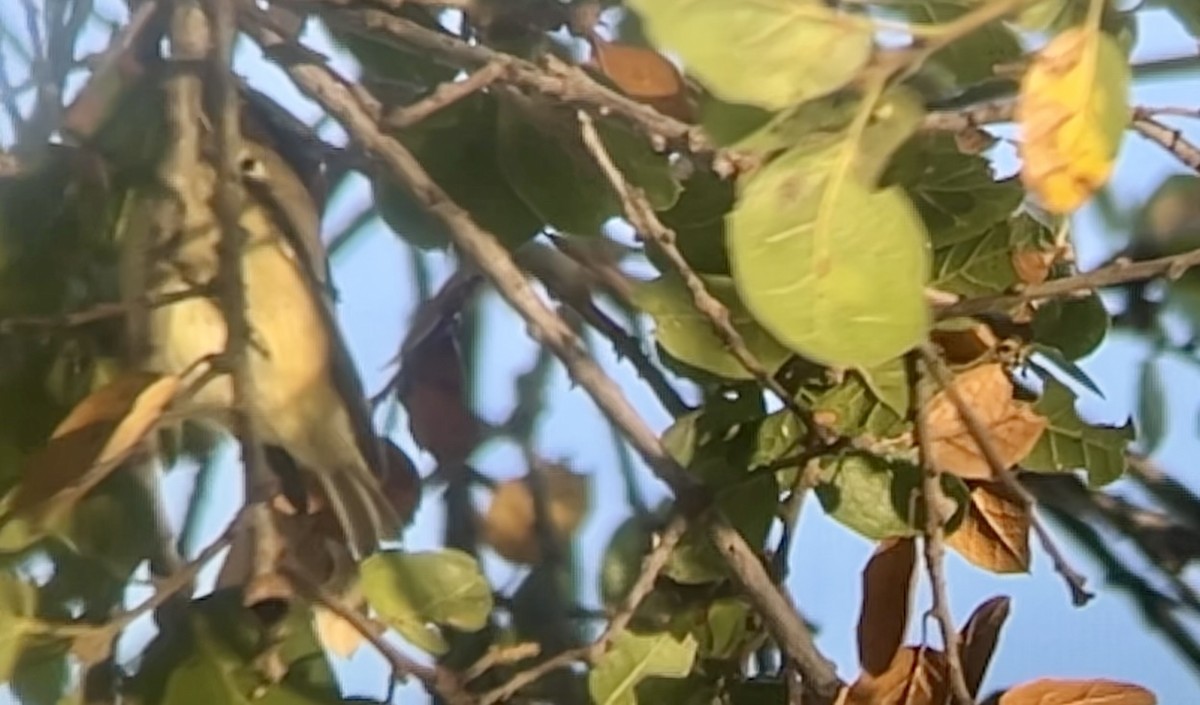 ルビーキクイタダキ - ML645874422