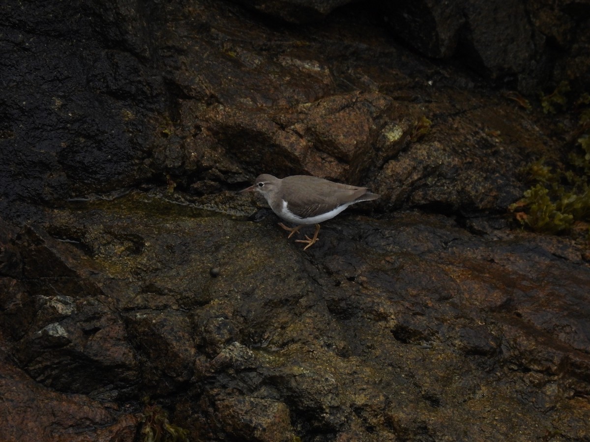 Piro piro macchiato - ML645874424