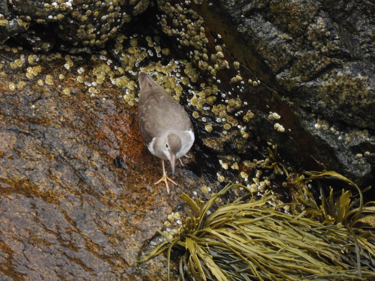 Piro piro macchiato - ML645874425