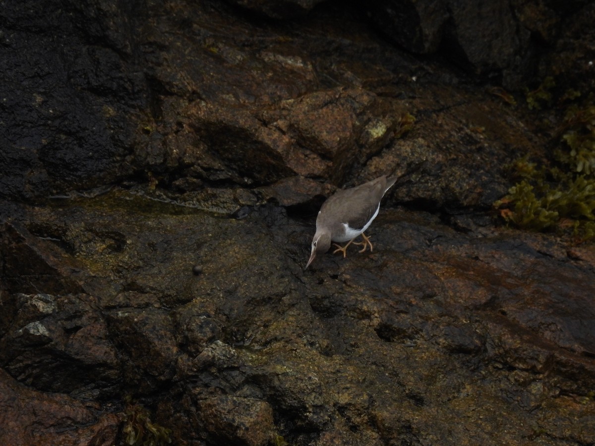 Piro piro macchiato - ML645874426