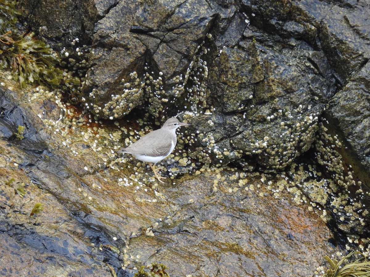 Piro piro macchiato - ML645874427