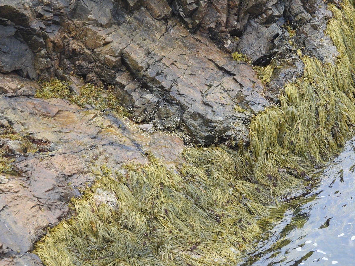 Piro piro macchiato - ML645874428