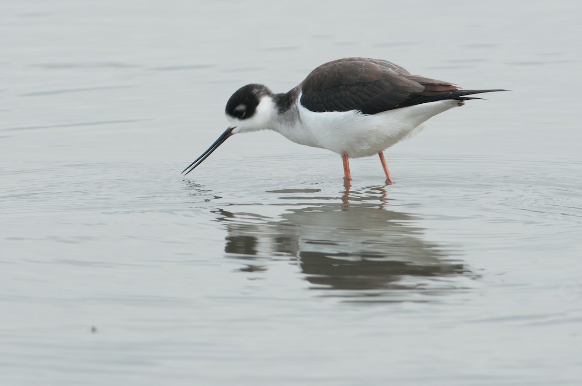 Black-necked Stilt - ML645874432