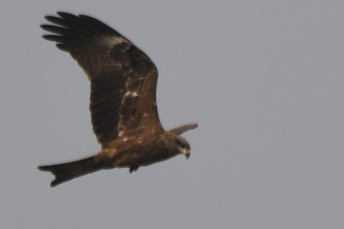 トビ - ML645874433