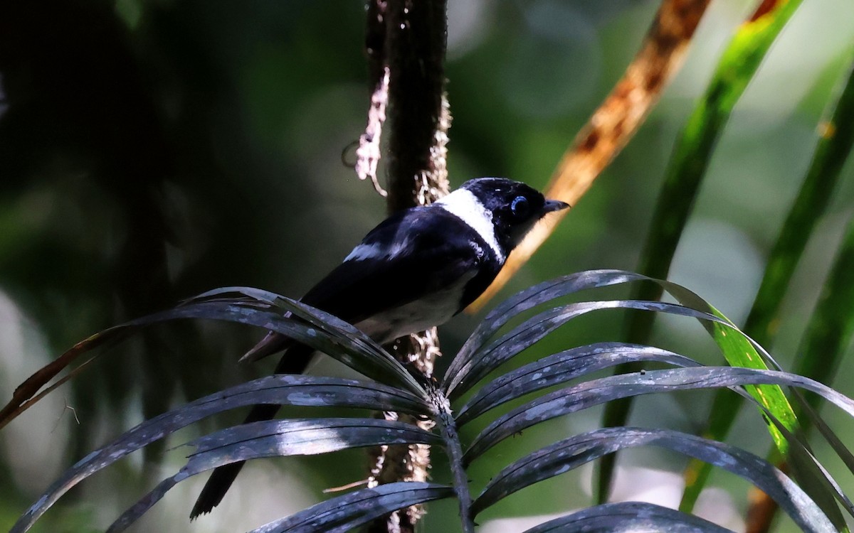 Alaca Gözlüklü Monark - ML645874434