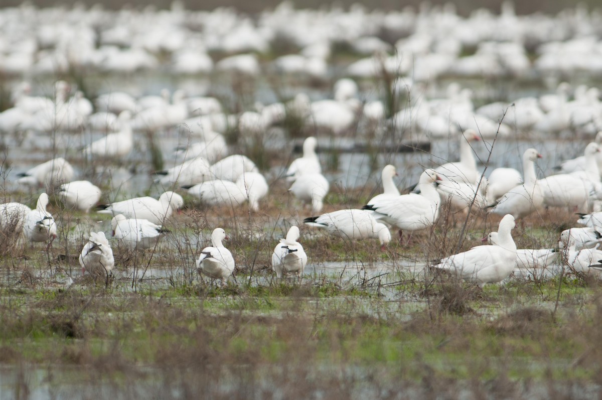 Snow Goose - ML645874464