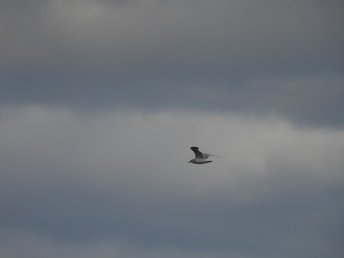 Gabbiano d'Islanda - ML645874476