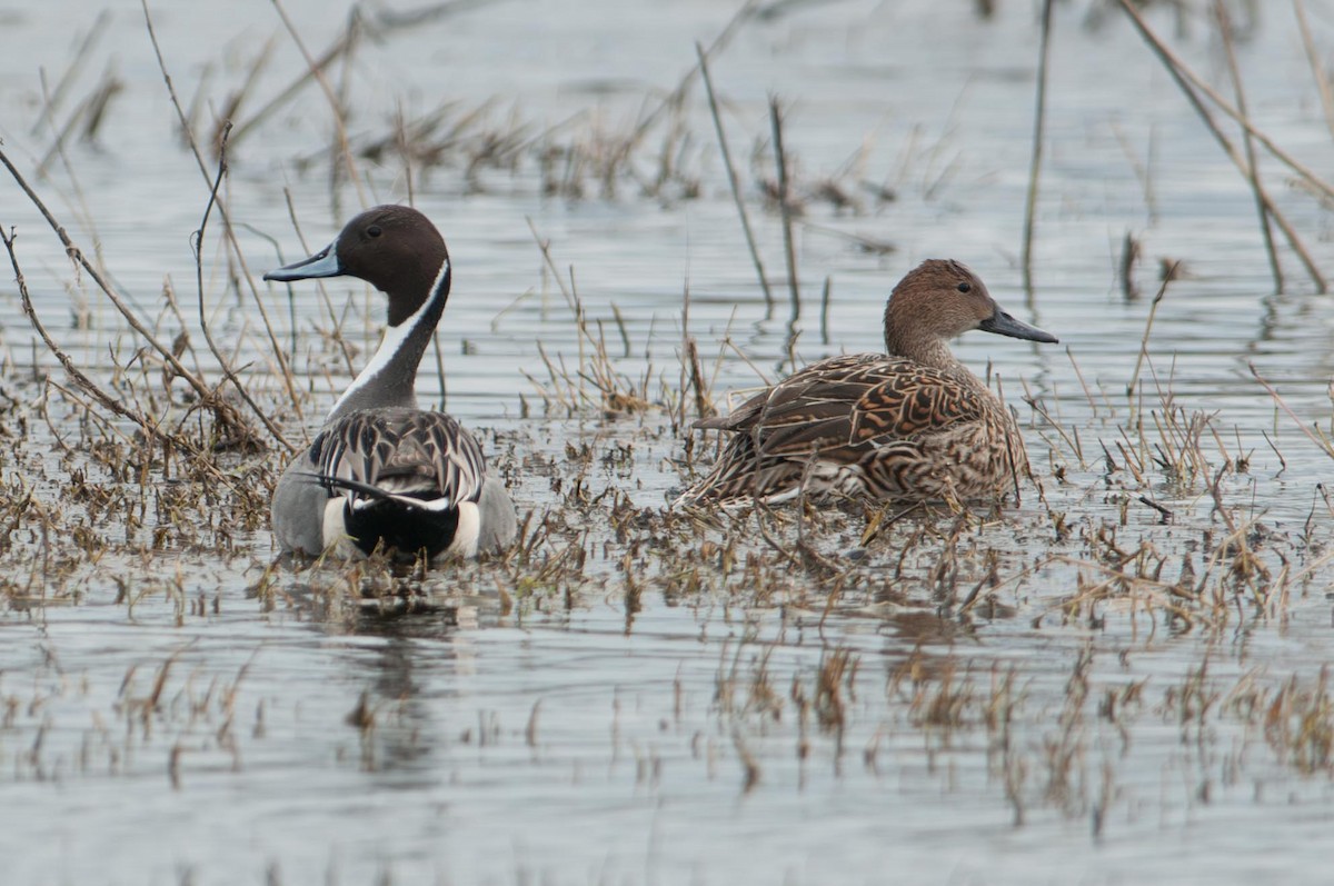 Northern Pintail - ML645874478