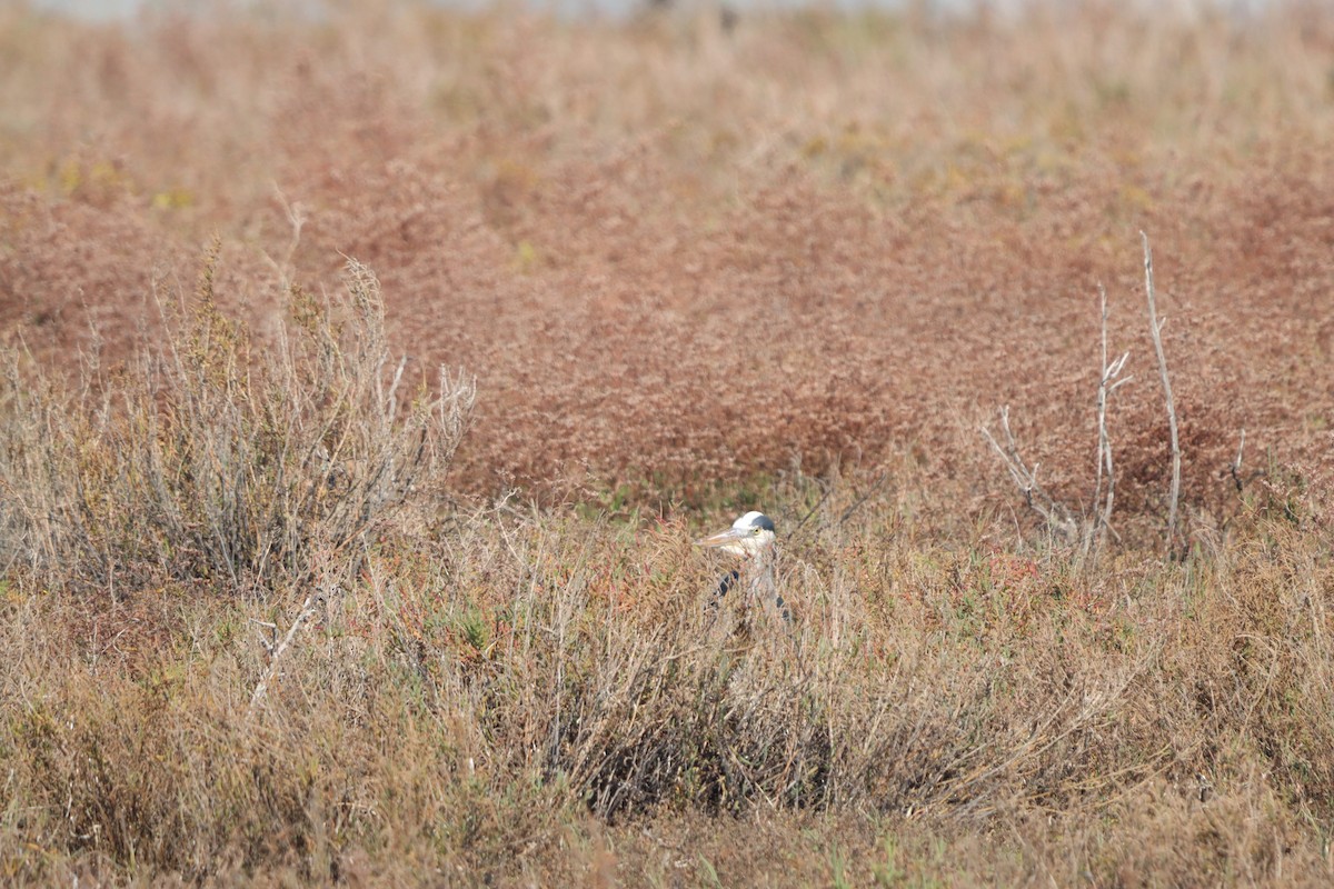 kvakoš žlutočelý - ML645874481