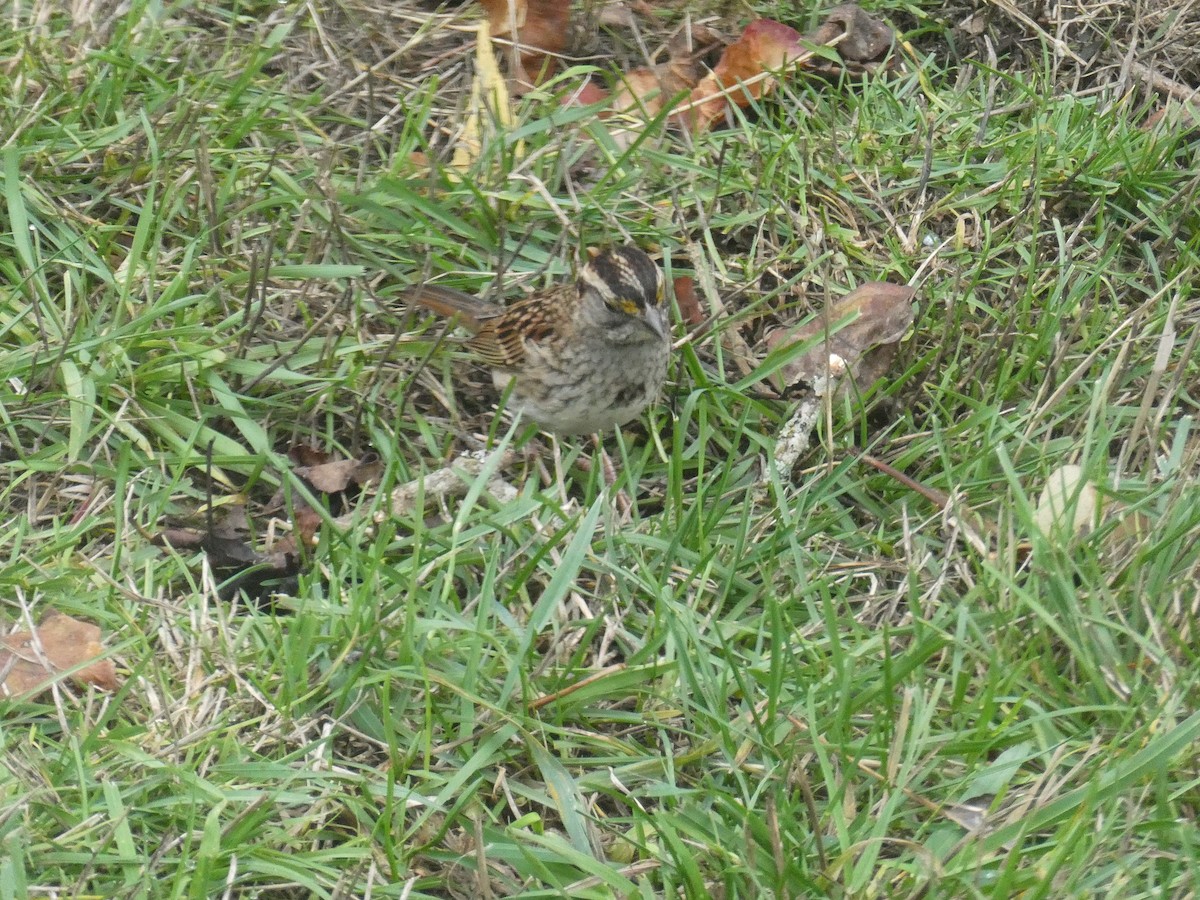 White-throated Sparrow - ML645874486