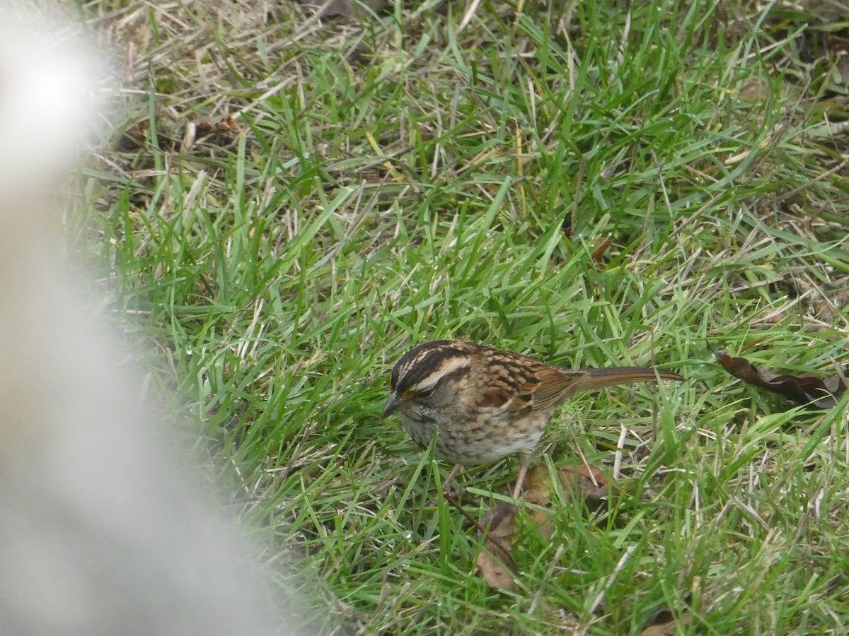 Белогорлая зонотрихия - ML645874487