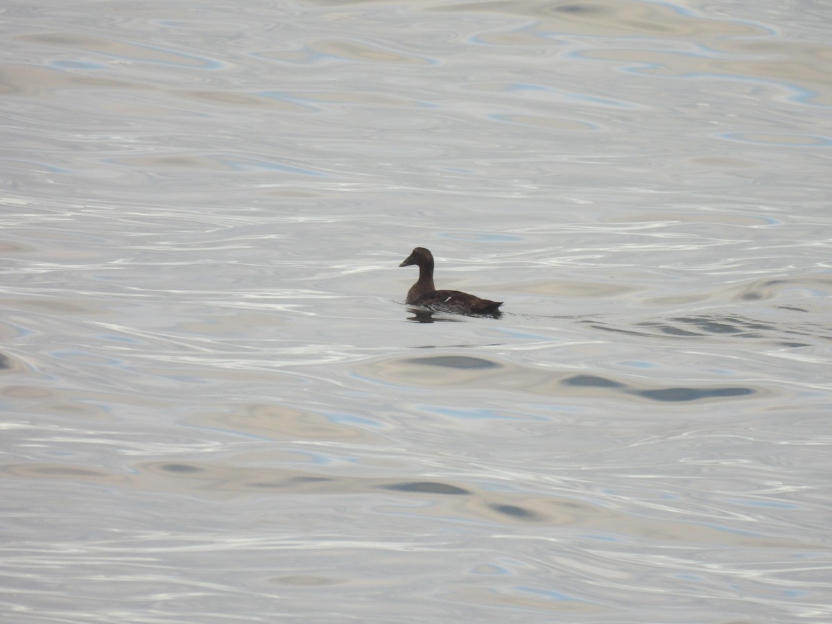 Гага - ML645874490