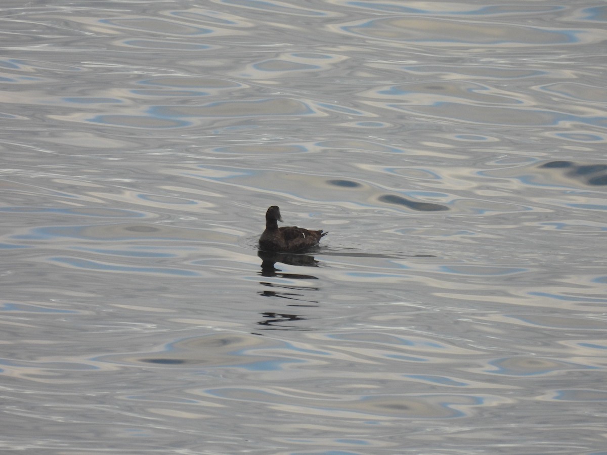 Edredone - ML645874491