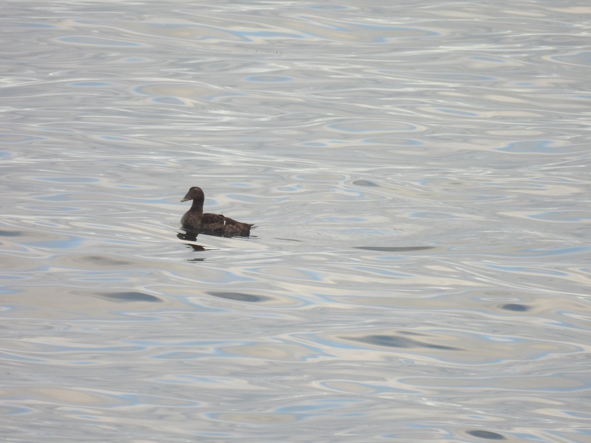 Edredone - ML645874492