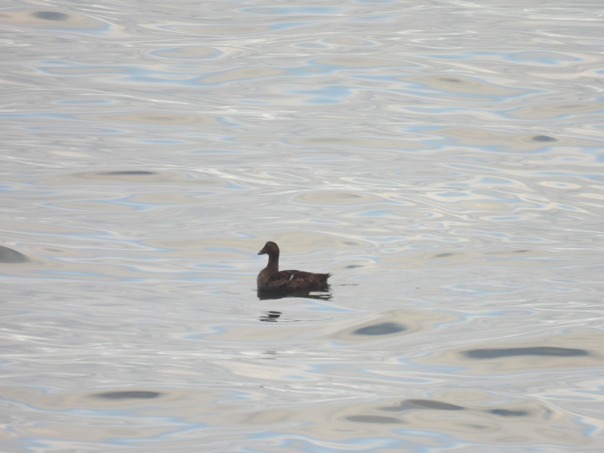 Edredone - ML645874493