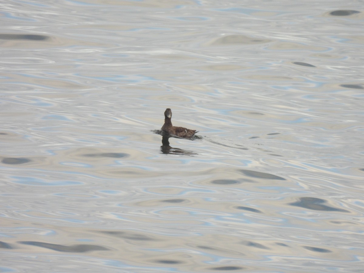 Edredone - ML645874494