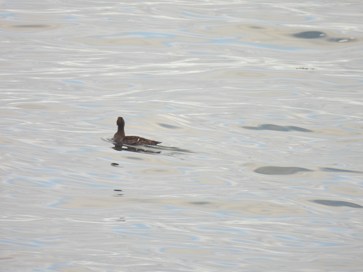 Гага - ML645874495