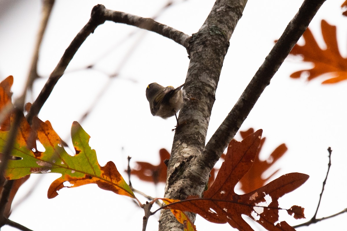 Золотоголовый королёк - ML645874496