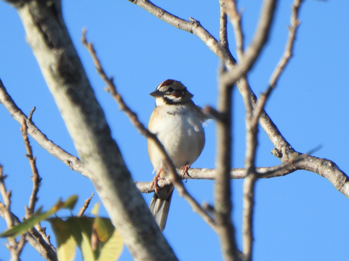 Прерийная овсянка - ML645874498