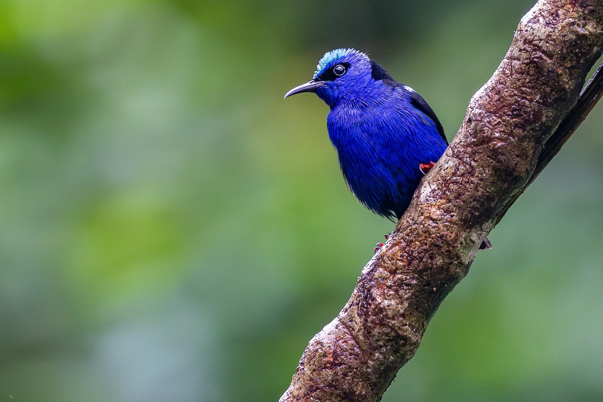 Красноногий саи - ML645874500