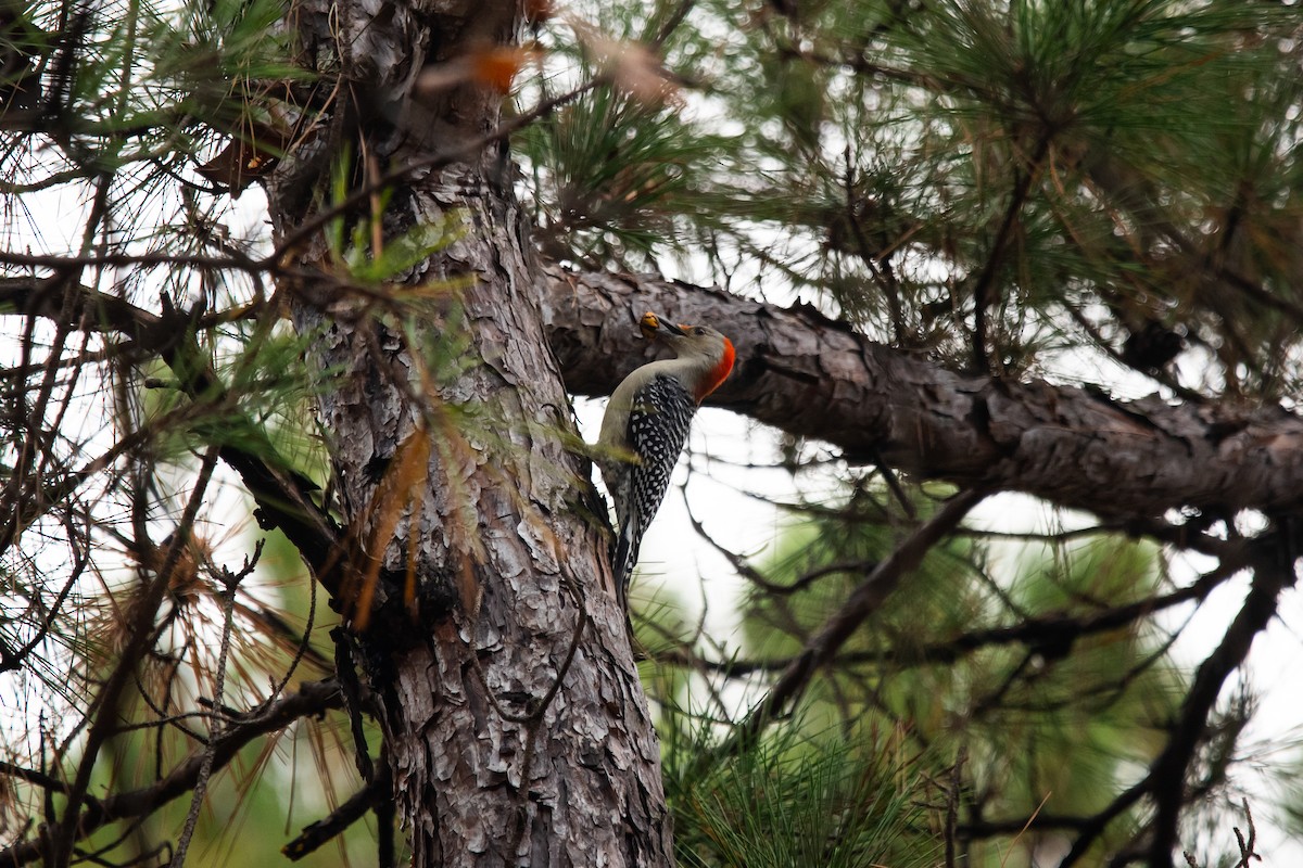 Каролинский дятел - ML645874501