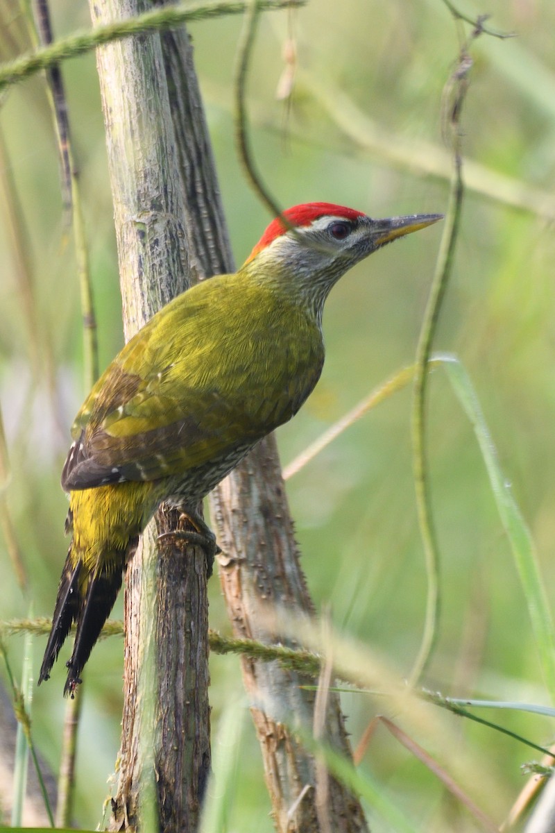 ムナフタケアオゲラ - ML645874502