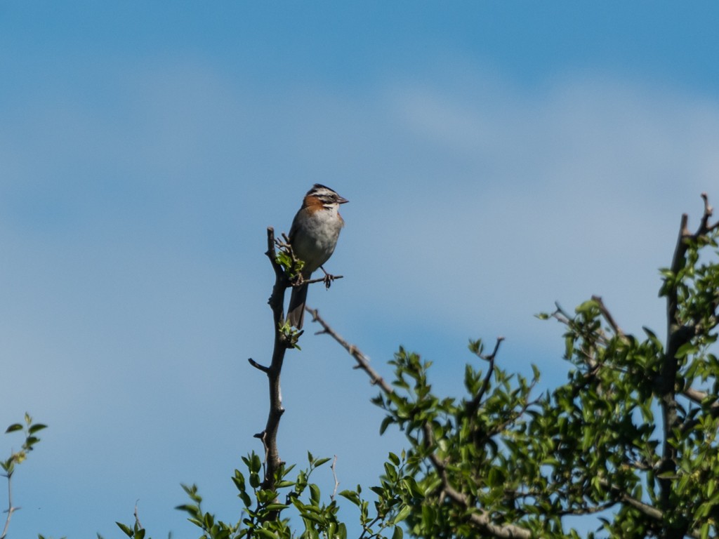 Рыжешейная зонотрихия - ML645874505