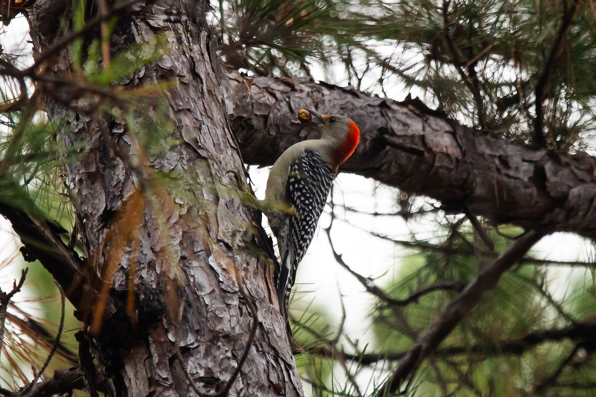 Каролинский дятел - ML645874506