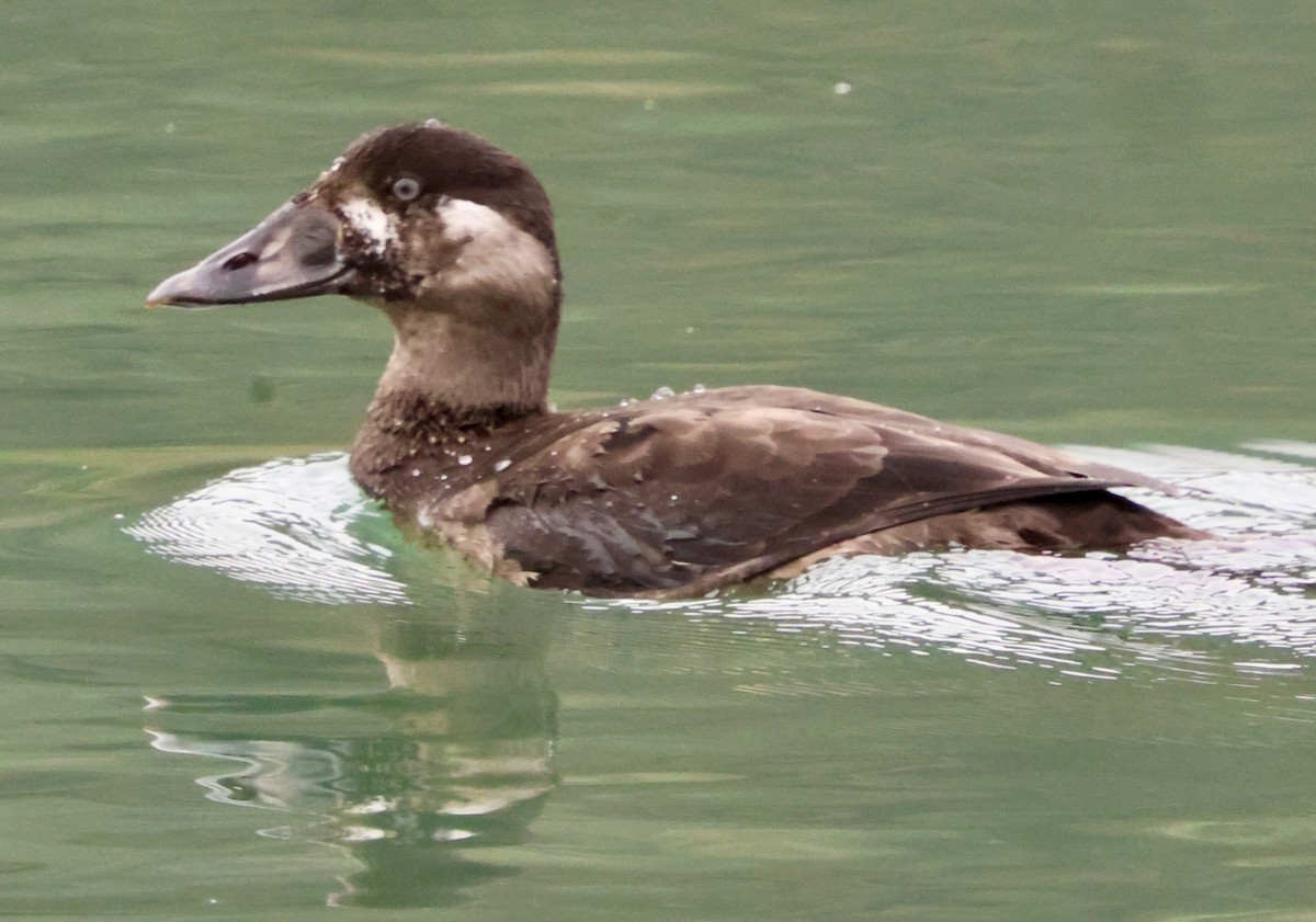 Пестроносый турпан - ML645874507