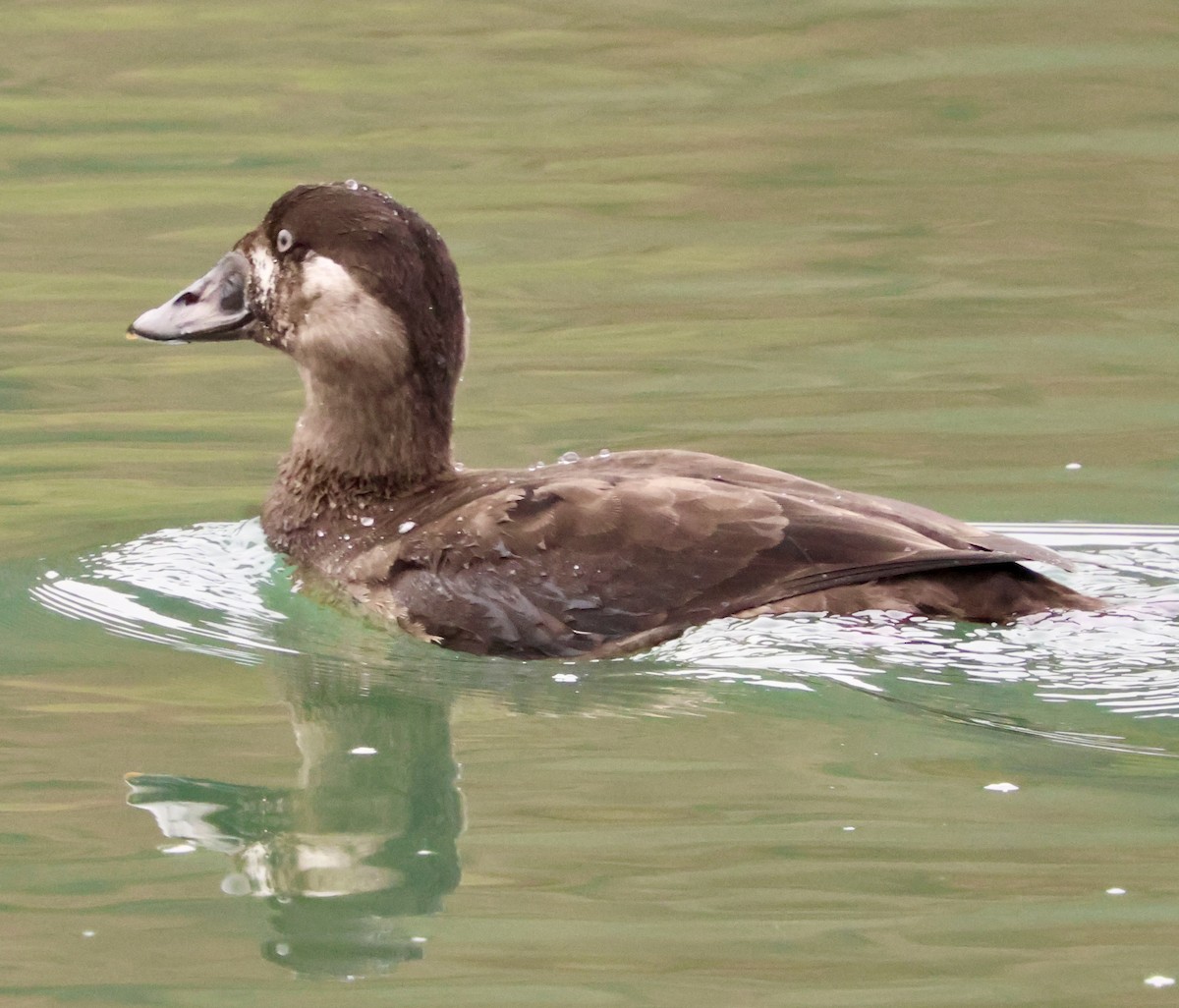 Пестроносый турпан - ML645874508