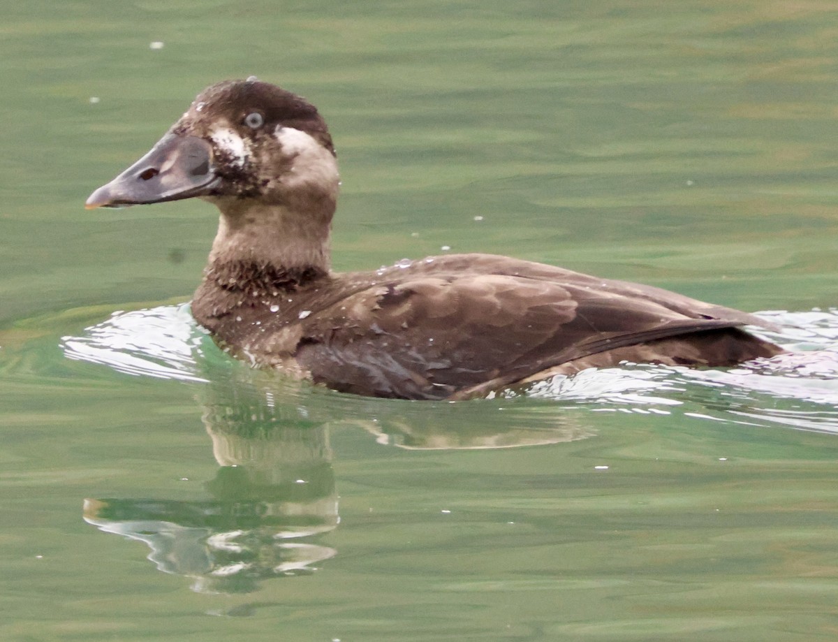 Пестроносый турпан - ML645874509