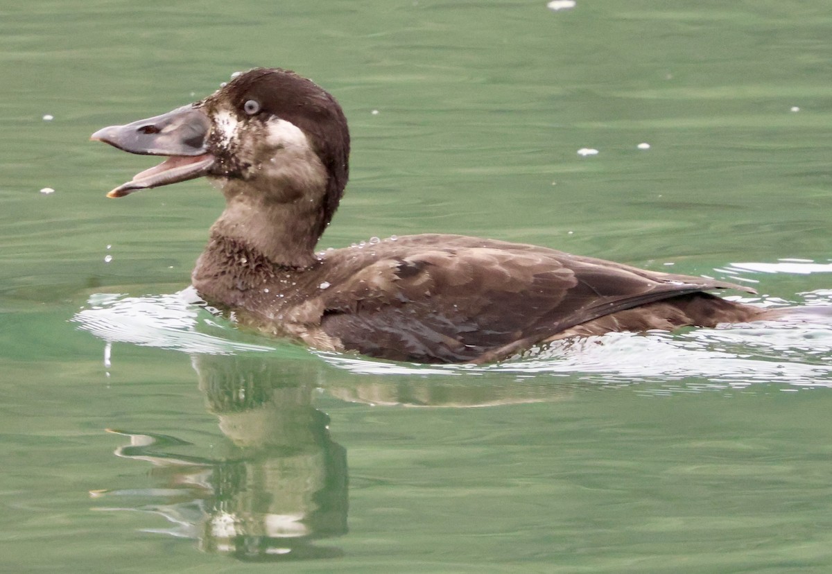 Пестроносый турпан - ML645874510