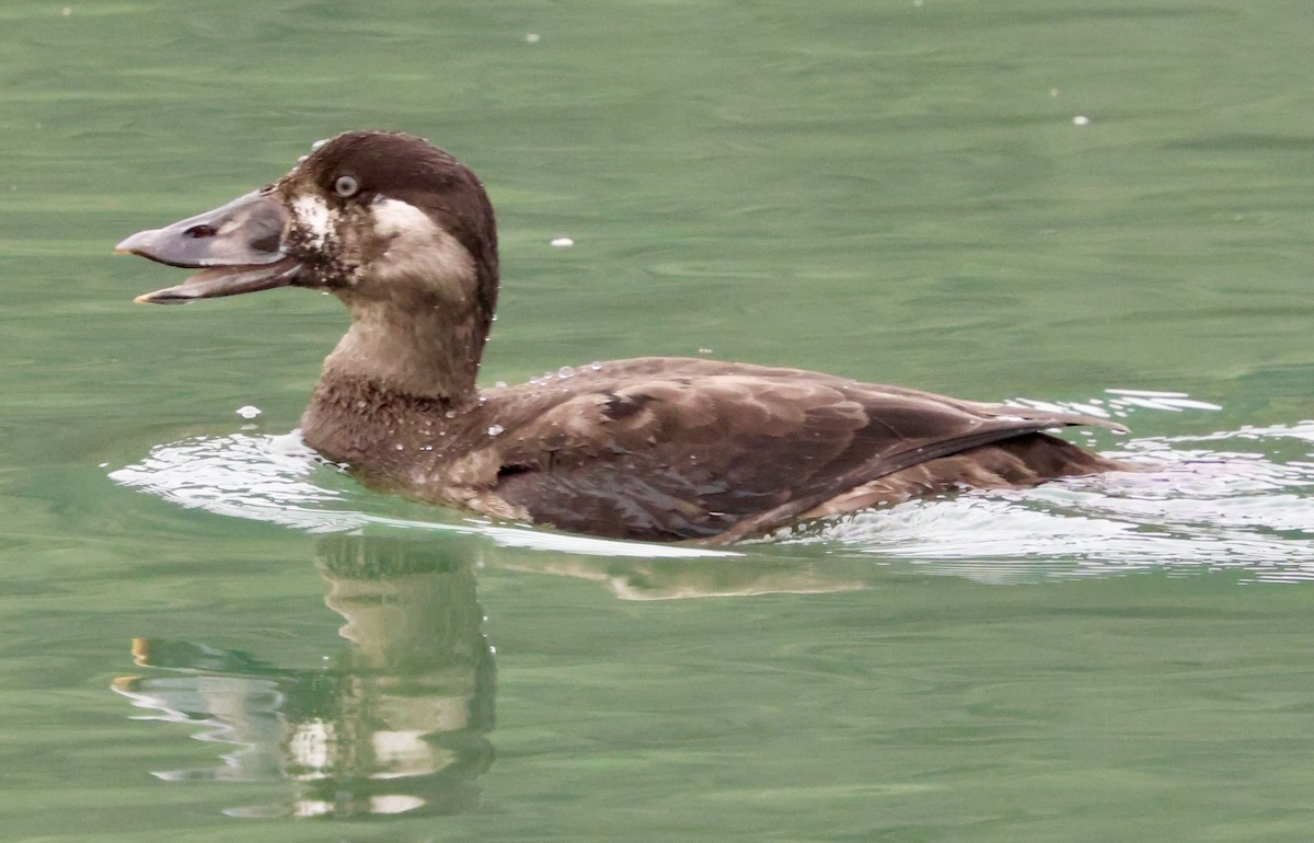 Пестроносый турпан - ML645874511
