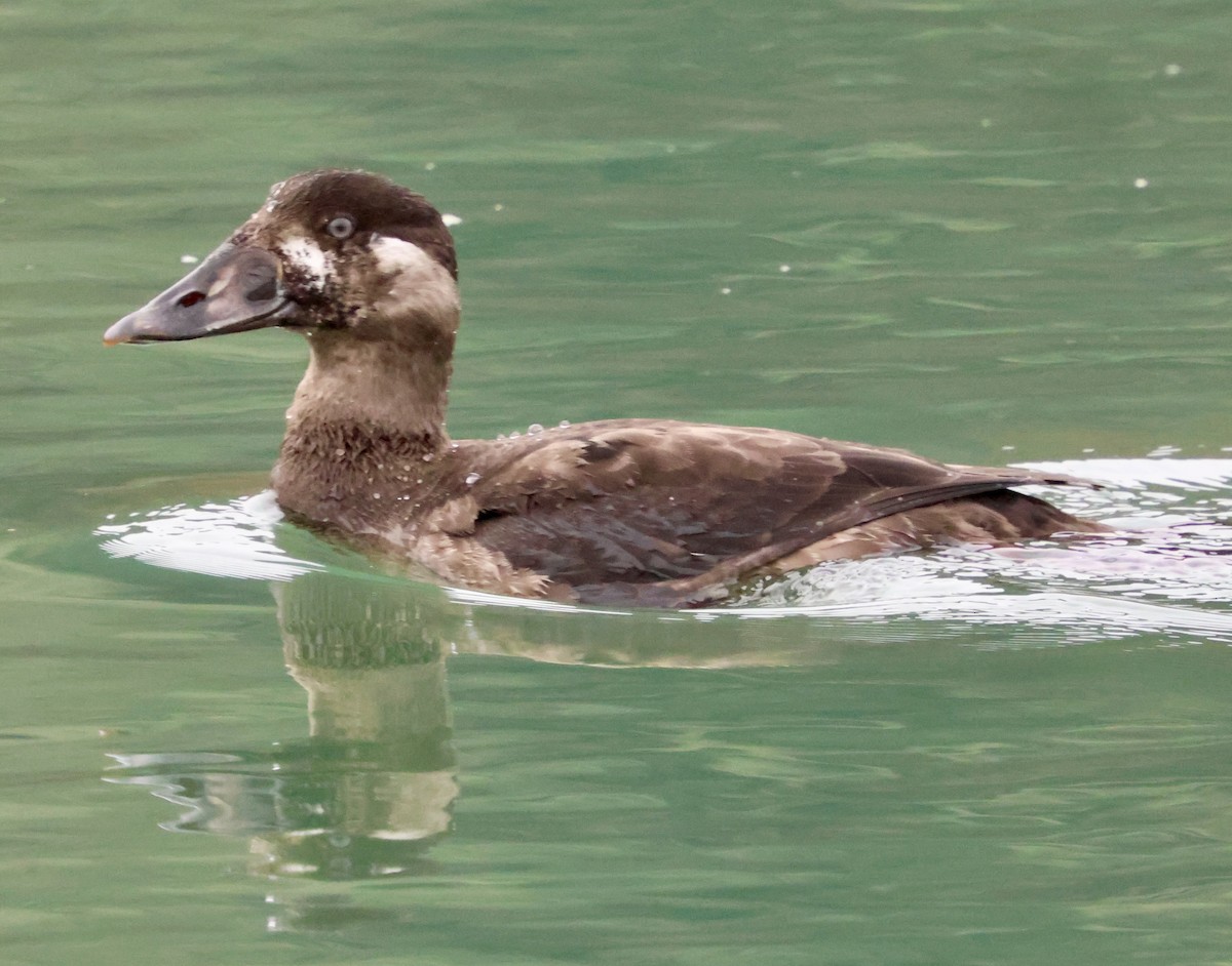 Пестроносый турпан - ML645874512