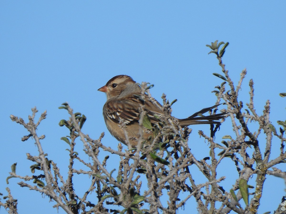 Белобровая овсянка - ML645874513