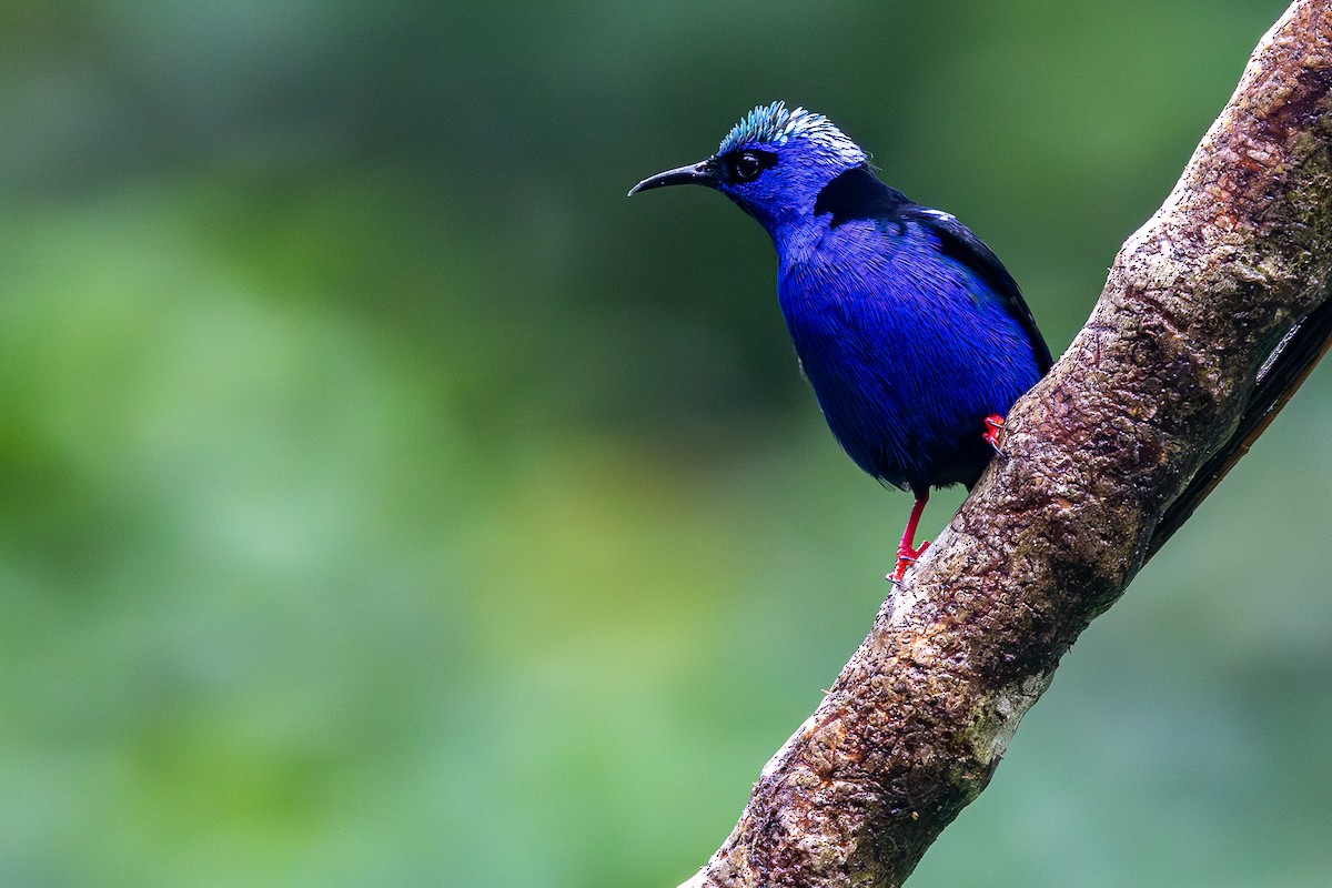 Красноногий саи - ML645874514