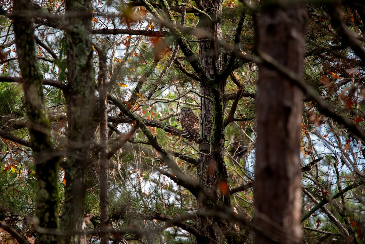 Полосатая неясыть - ML645874517