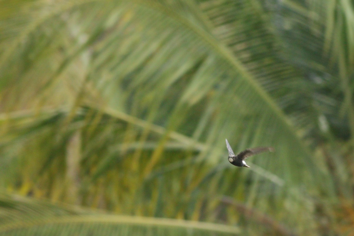 Малый стриж - ML645874520