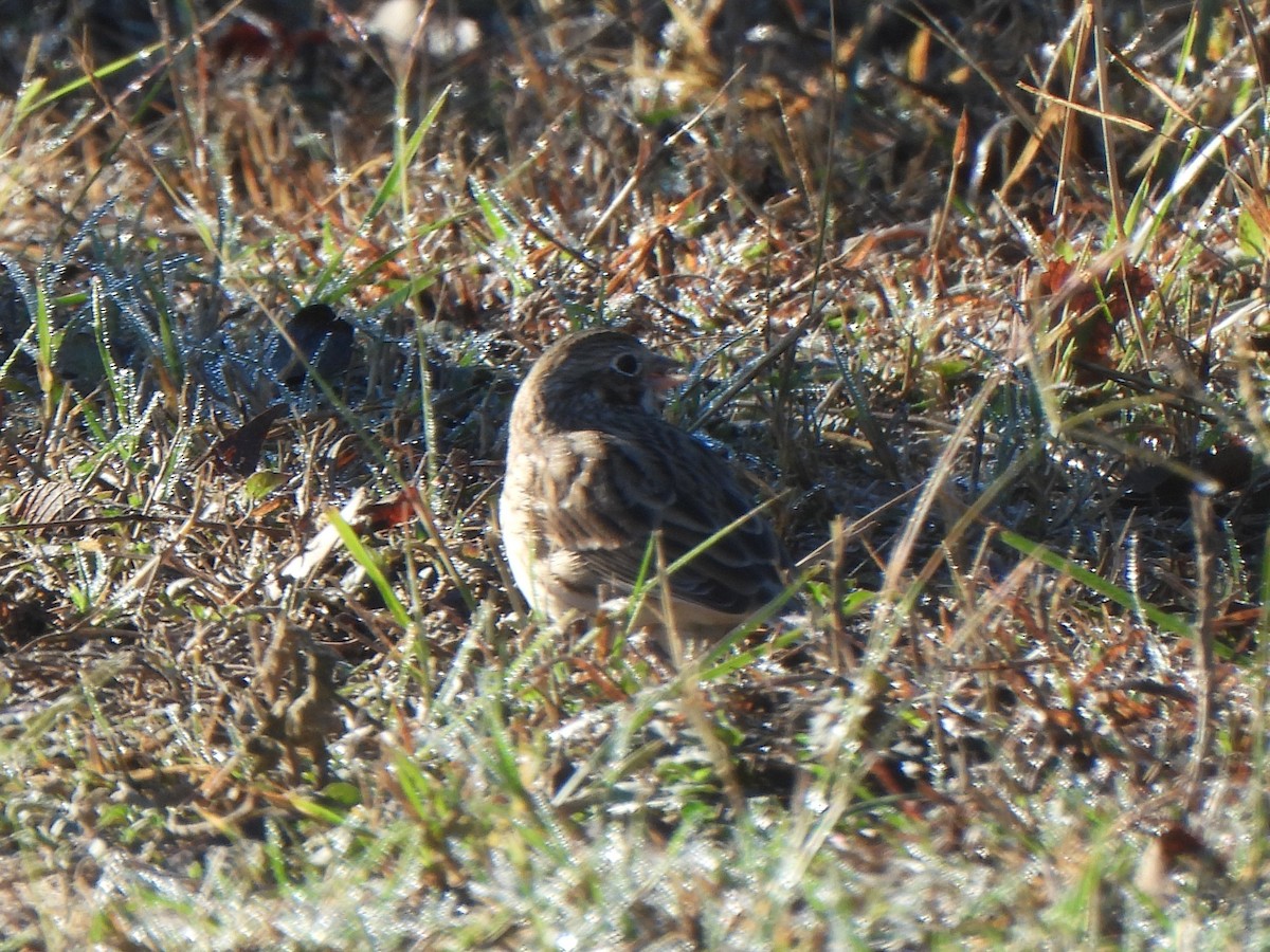 Вечерняя овсянка - ML645874521