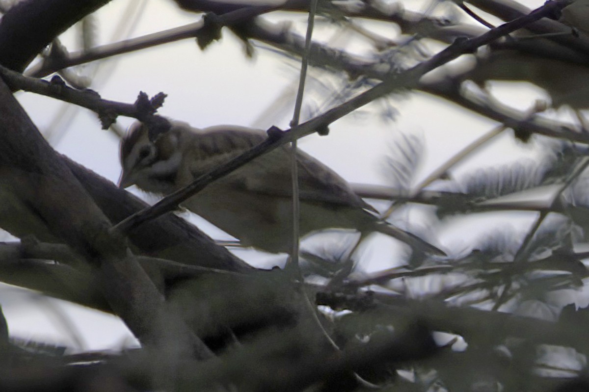 Прерийная овсянка - ML645874522