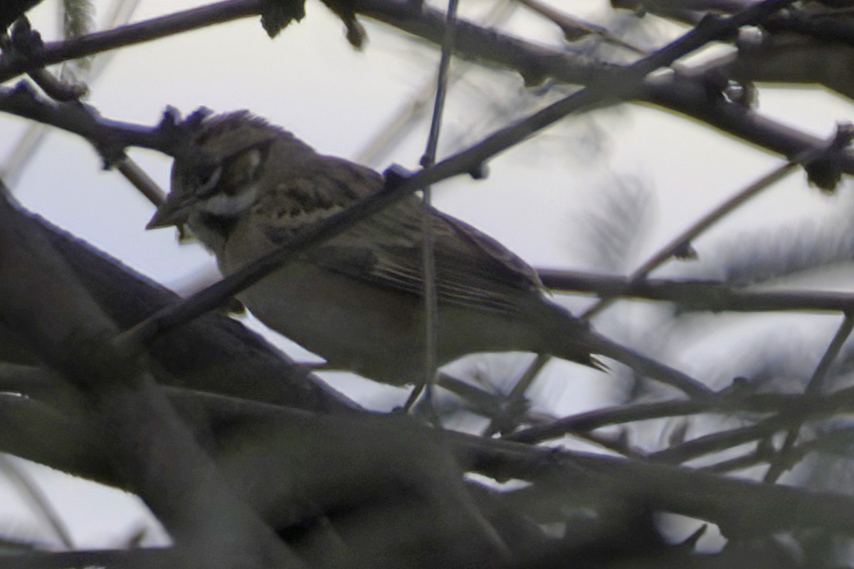 Прерийная овсянка - ML645874523