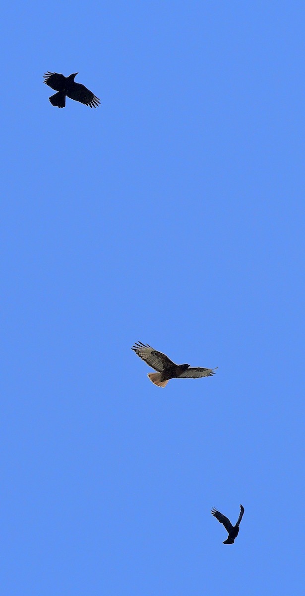 Американская ворона - ML645874525