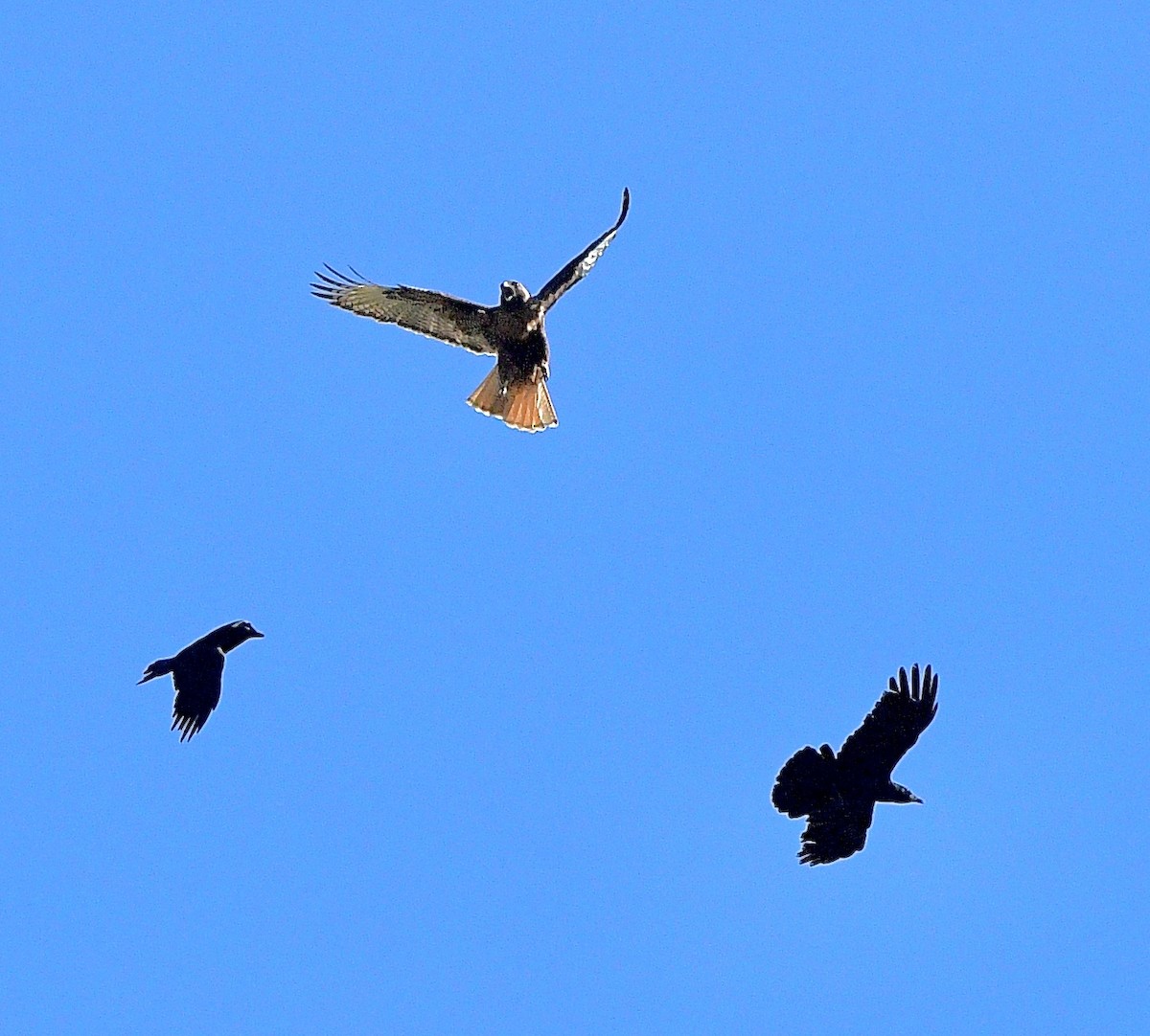 Американская ворона - ML645874526