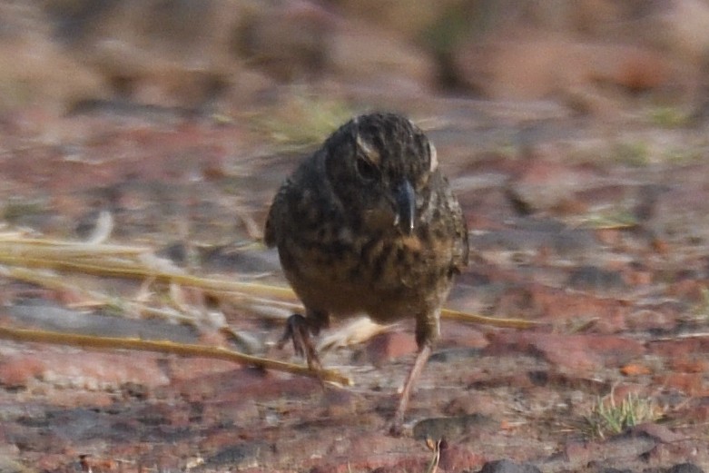 チャバネヤブヒバリ - ML645874527