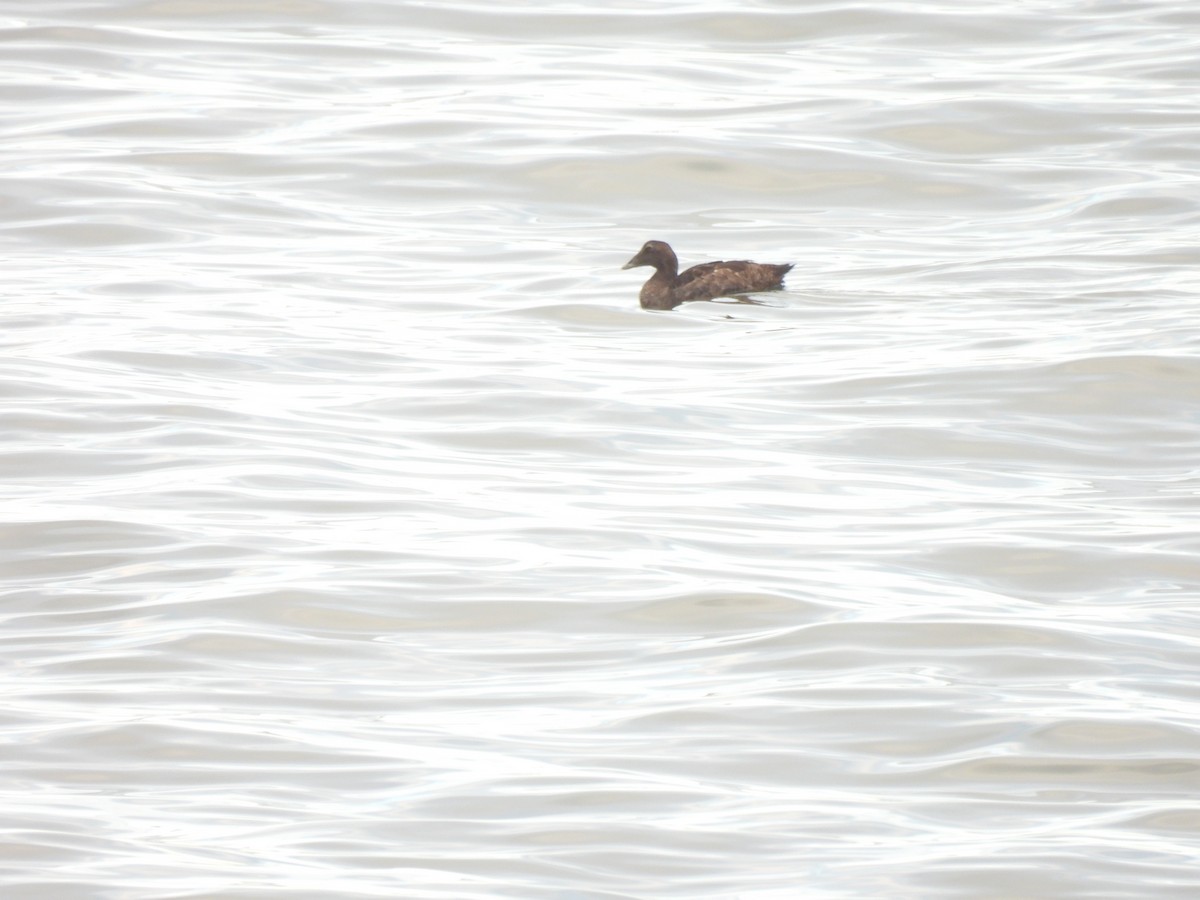 Edredone - ML645874547