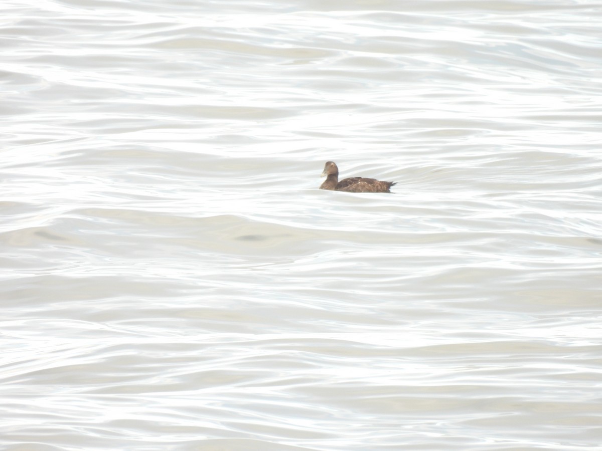 Edredone - ML645874548