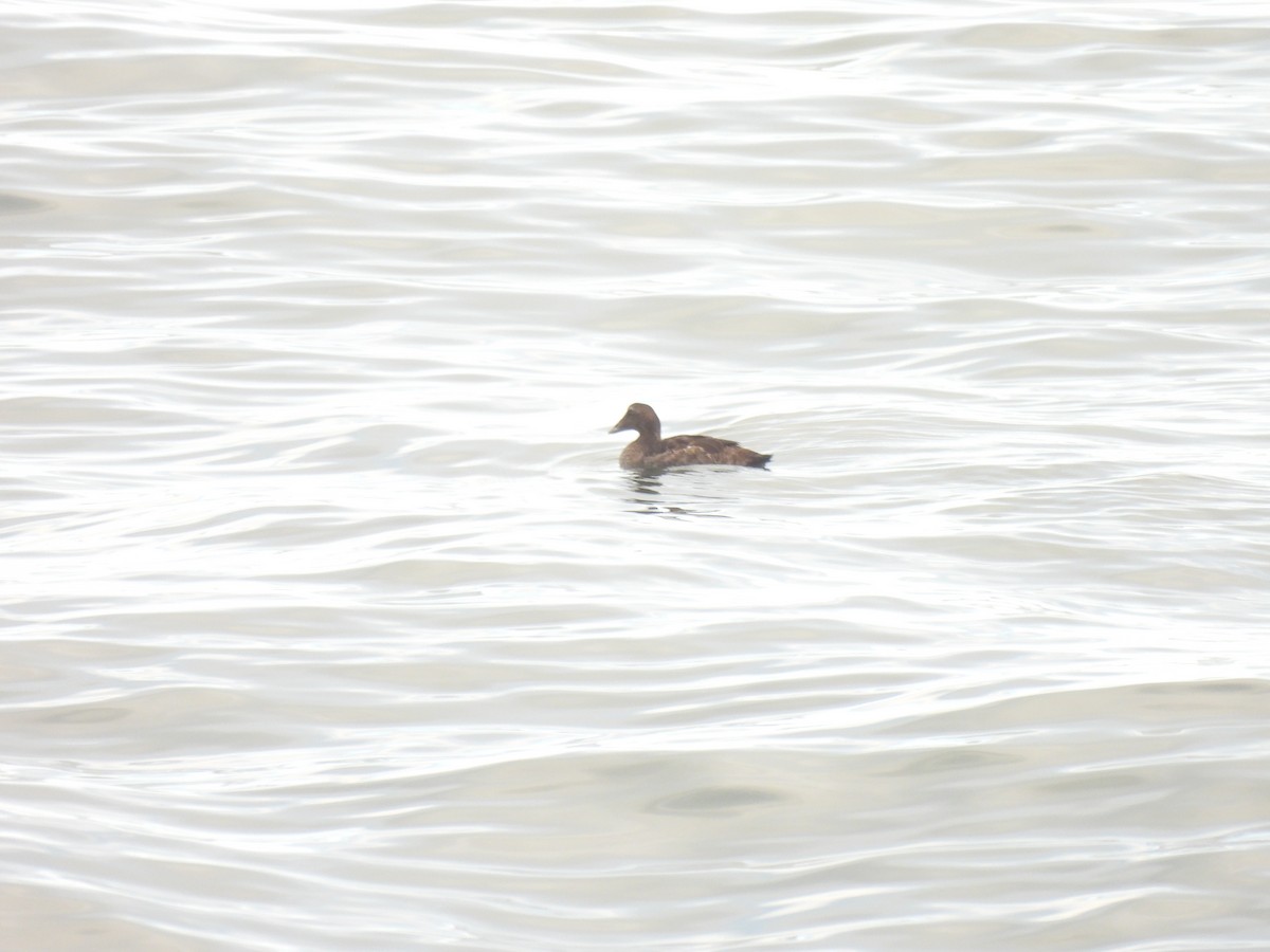 Edredone - ML645874549